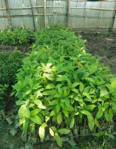 Green Titasopa Plant, for Outdoor, Length : 0-10ft