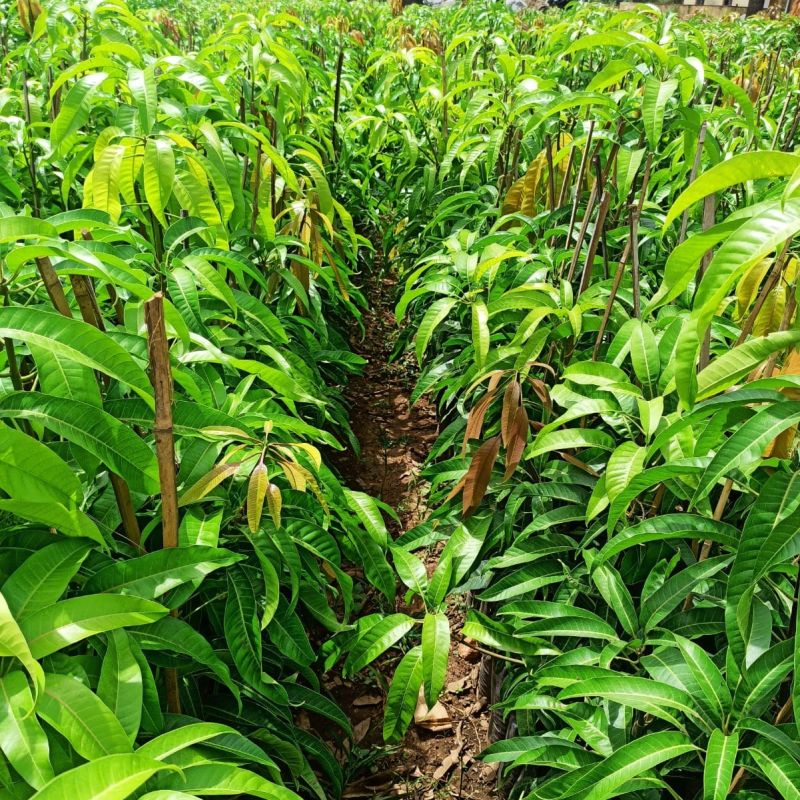 Mango Plants, Size : Medium