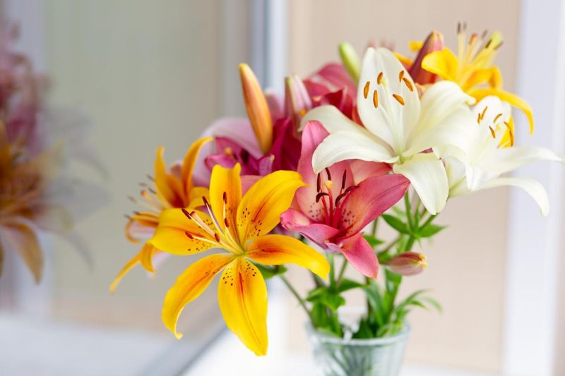 Multicolor Natural Asiatic Lily Flower, Style : Fresh