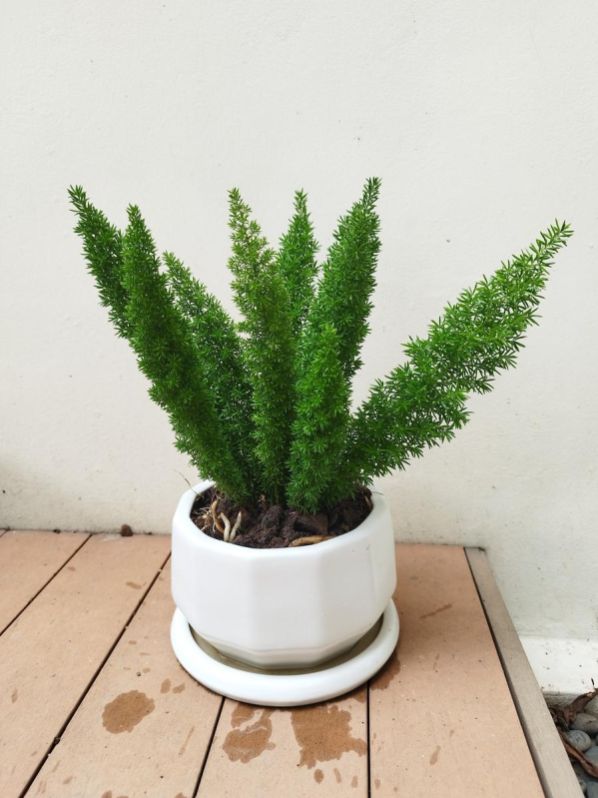 Green Asparagus Meyeri Plant, for Indoor Decoration