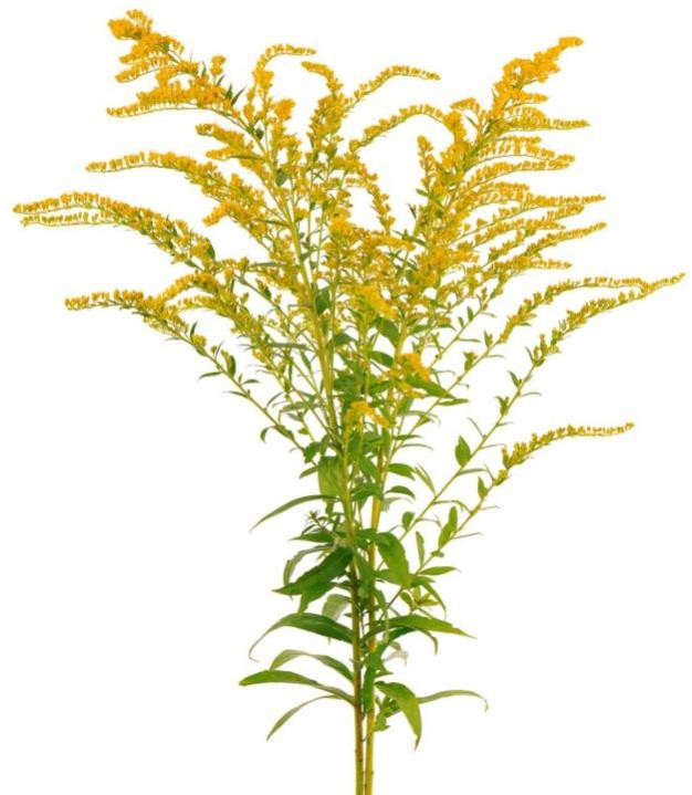 Natural Golden Rod Flower, for Decoration, Gifting, Style : Fresh