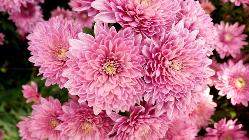 Natural Pink Chrysanthemum Flower, for Decoration, Gifting, Style : Fresh