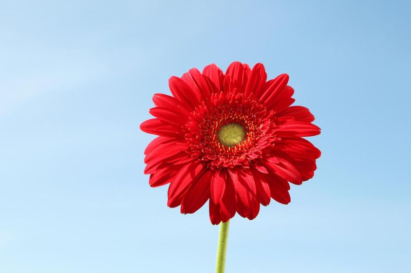 Natural Red Gerbera Flower, for Decorative, Style : Fresh