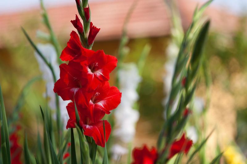 Natural Red Gladiolus Flowers, for Decorative, Style : Fresh