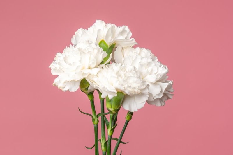 Natural White Carnation Flower, Style : Fresh