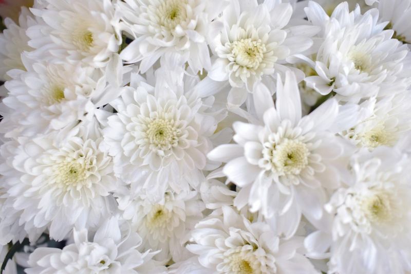 Natural White Chrysanthemum Flower, for Decoration, Gifting, Style : Fresh