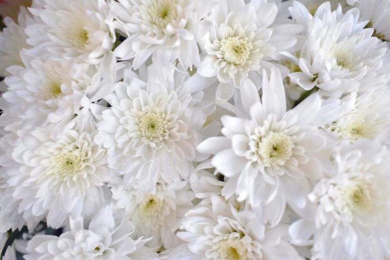 White Chrysanthemum Flower