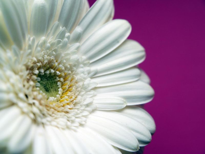 White Gerbera Flower