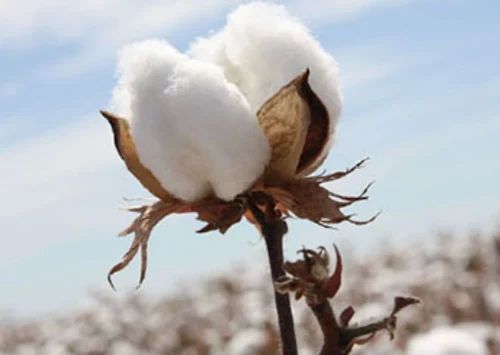 White Medium Staple Cotton