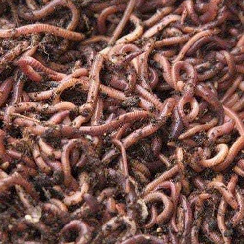 Earthworm Eisenia Fetida, Packaging Size : 25Kg