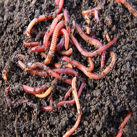 Live Earthworms