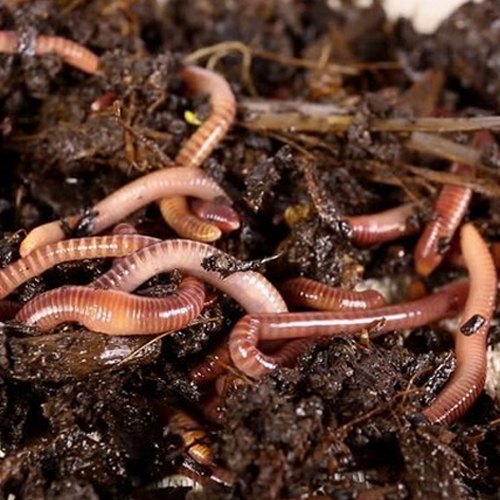Natural Vermiculture Earthworm, Packaging Size : 25Kg