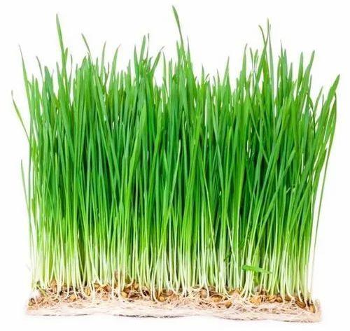 Fresh Wheat Grass