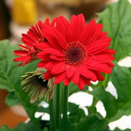 Natural Red Gerbera Flower, for Decorative, Style : Fresh
