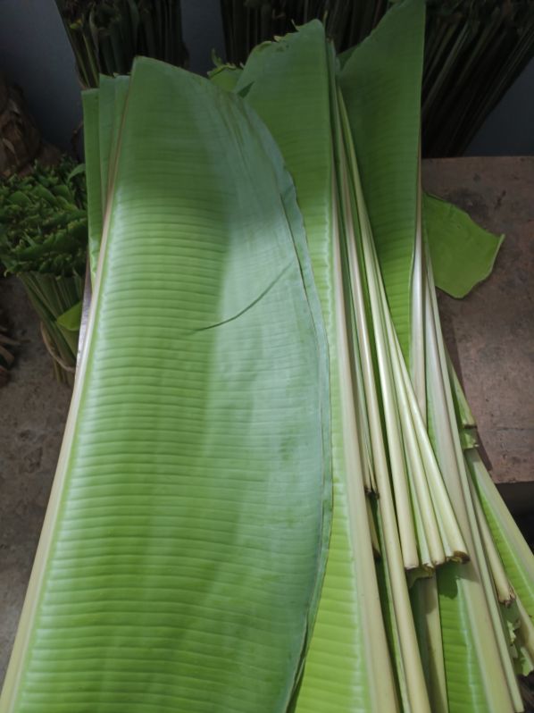 Green Natural Fresh Banana Leaf, for Making Disposable Items, Packaging Size : 5 Kg