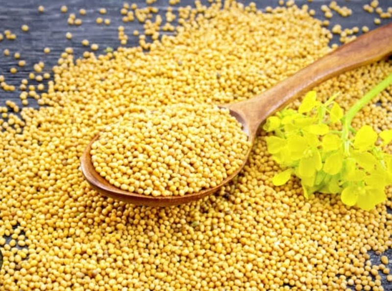 Organic sarso mustard seeds, Packaging Size : customer reqiured