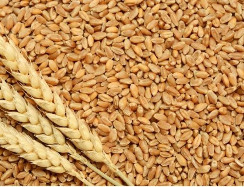 Wheat, Color : Natural