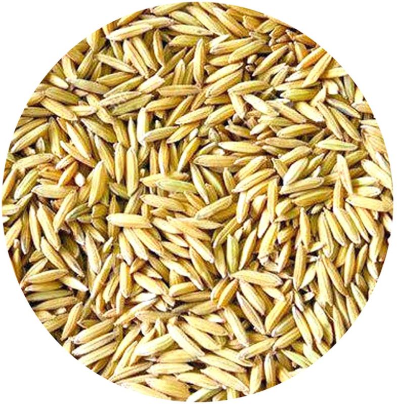 Brown Organic Paddy Seeds, for Agriculture, Style : Dried