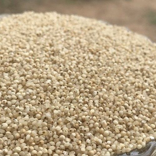 Seeds Natural Barnyard Millet