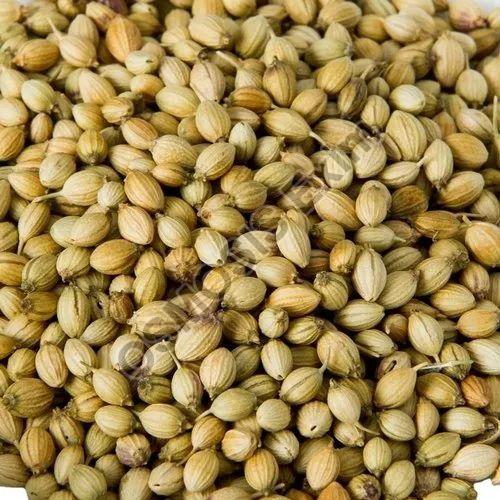 Raw Organic Coriander Seed, for Cooking, Size : 4 Mm