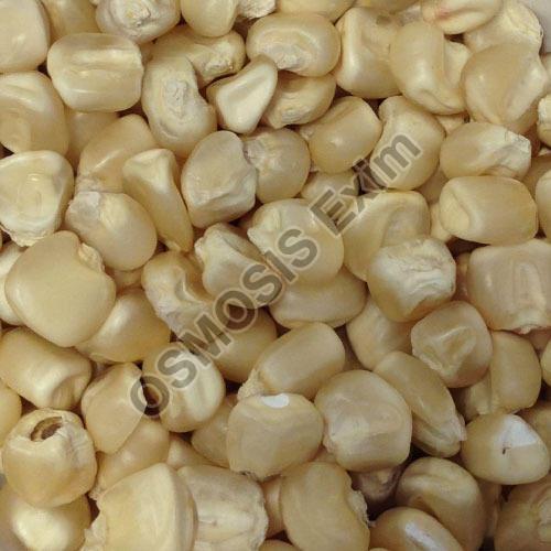 Organic White Maize Seeds, Style : Dried