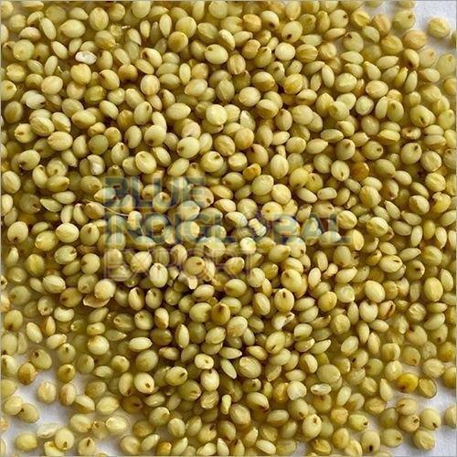 Light Green Browntop Millet Seed, for Cooking, Style : Dried