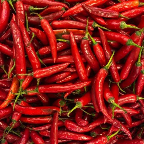 Organic Fresh Red Chilli, for Food, Taste : Spicy