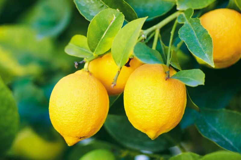Green Organic Lemon, For Cold Drinks, Purity : 99%