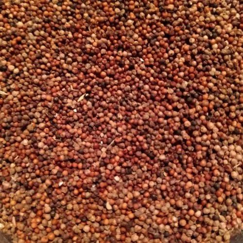 Red Natural Finger Millet Seeds, for Cooking, Cattle Feed, Packaging Type : Bag