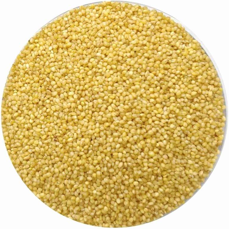 Yellow Natural Foxtail Millet Seeds, for Cooking, Cattle Feed, Packaging Type : Bag