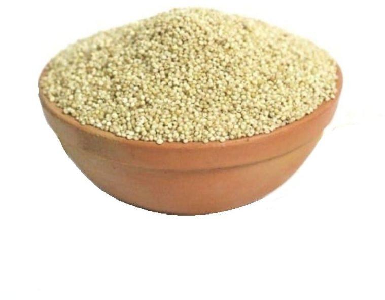 Yellow Natural Little Millet Seeds, for Cooking, Cattle Feed, Packaging Type : Bag