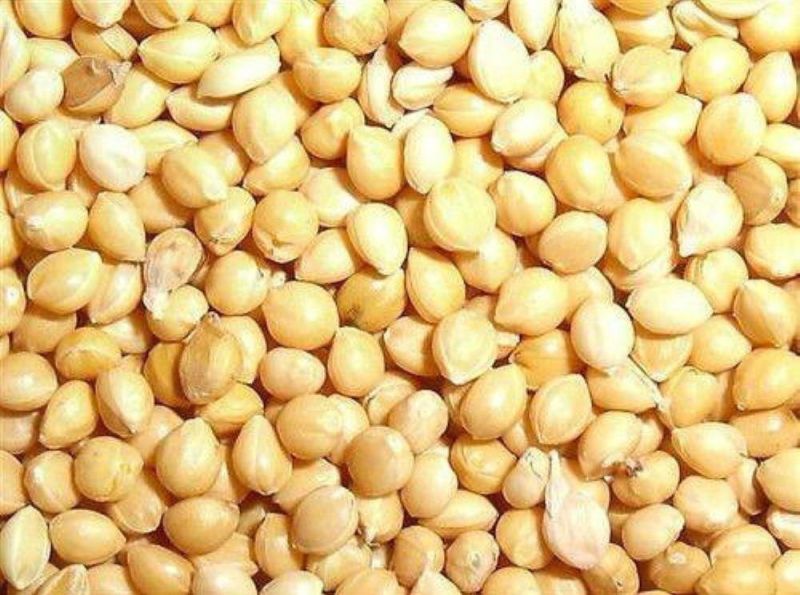 Yellow Common Natural Proso Millet Seed, for Cooking, Cattle Feed, Packaging Type : Bag