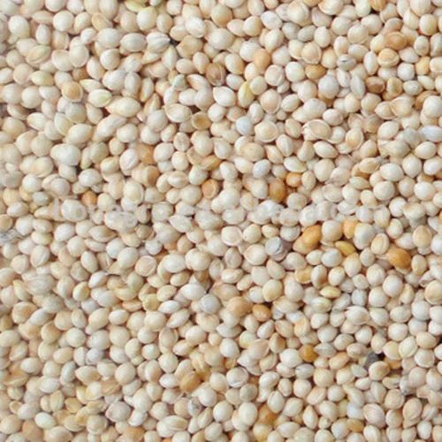 Raw Natural White Millet Seed, for Food Industry