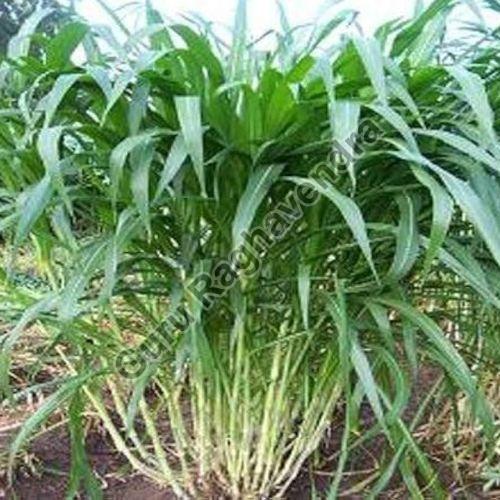 Green Organic Hybrid Super Napier Grass, for Cattle Feed, Style : Natural