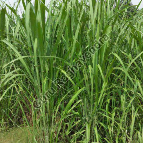 Green Organic Super Napier Grass, for Cattle Feed, Length : 10-20 Cms