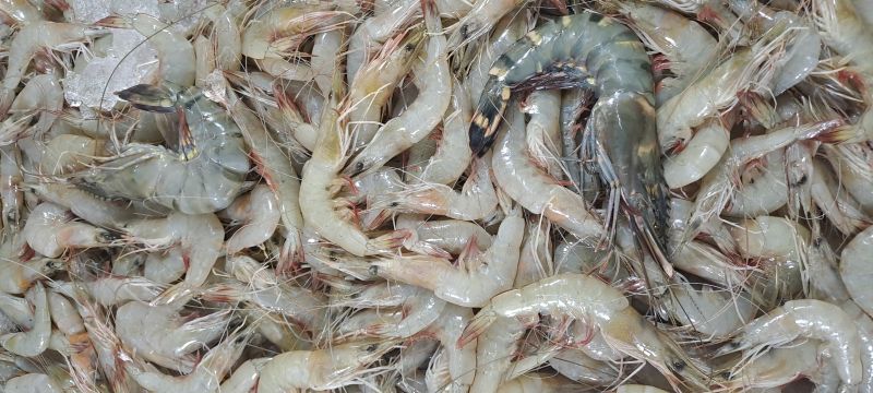  big size prawn, Shelf Life : 10-12days