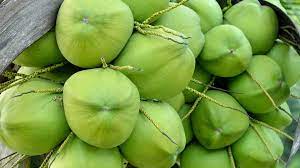 Green Organic tender coconut, for Pooja, Packaging Type : Gunny Bags