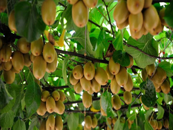 Organic Brown kiwi, for Food Medicine