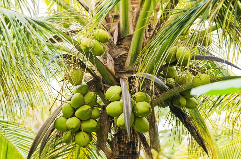 Ellora Farm Natural Tender Coconut - Raw, Coconut Size : Large