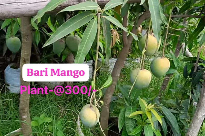 Bari Mango Plant