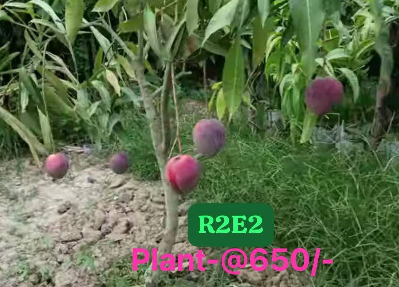 R2E2 Mango Plant