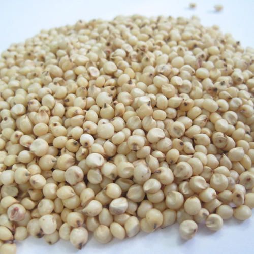 Fine Processed Natural Sorghum Seeds, for Cooking, Cattle Feed, Style : Dried