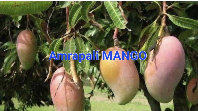 Amrapali mango, Packaging Size : 10kg, 20kg, 25kg