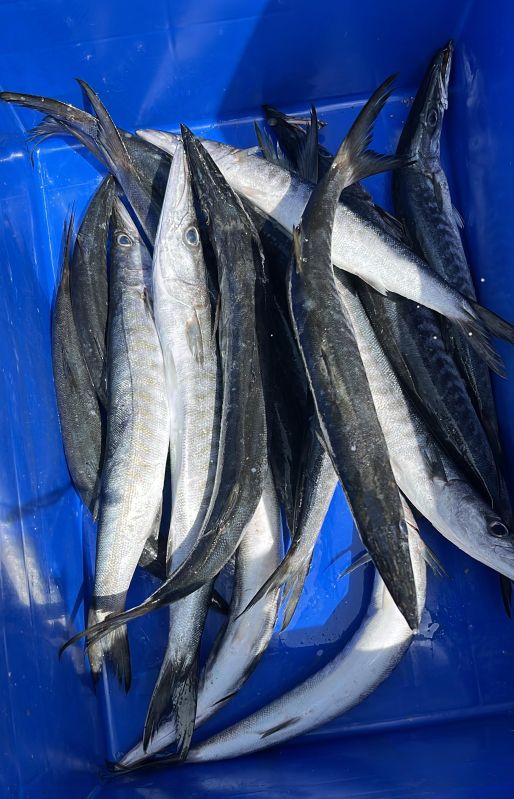 Barracuda Fish