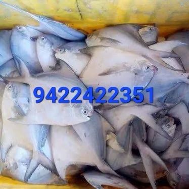 Fresh Pomfret Fish, for Cooking, Business Purpose, Feature : Eco-Friendly, Good Protein, Non Harmful