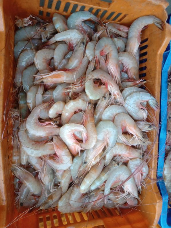 Full Fresh prawn