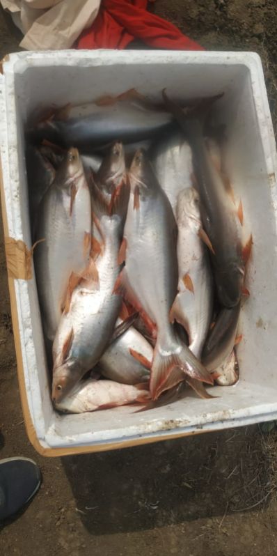 Fresh rohu fish, Variety : Katla