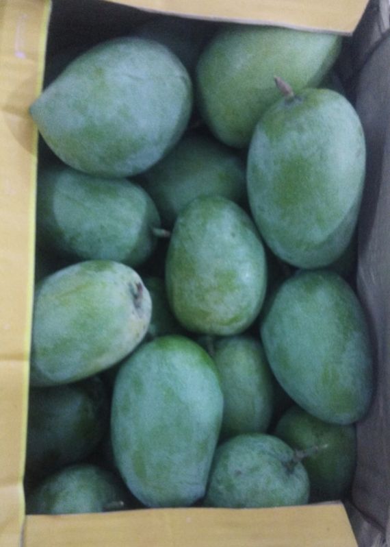 Green Common kesar mango, for Direct Consumption, Shelf Life : 5-10Days