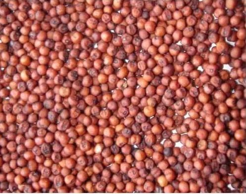 Natural Finger Millet Seeds, for Cattle Feed, Cooking, Style : Dried