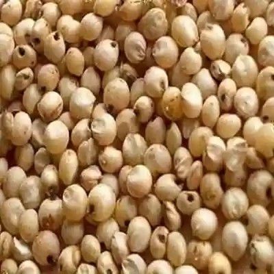 Sorghum Seeds